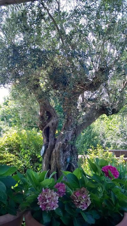 Il Giuggiolo Bed and Breakfast Conegliano Buitenkant foto