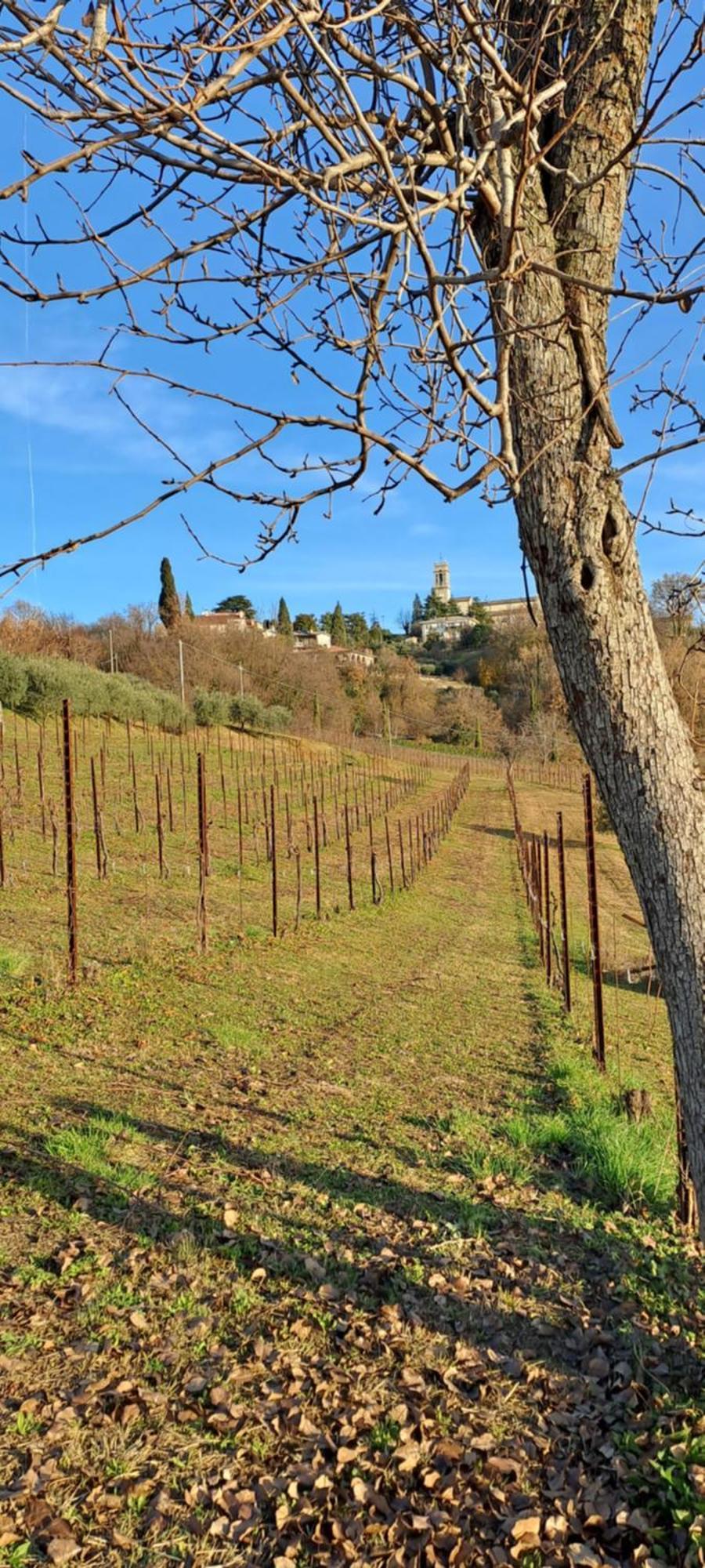 Il Giuggiolo Bed and Breakfast Conegliano Buitenkant foto
