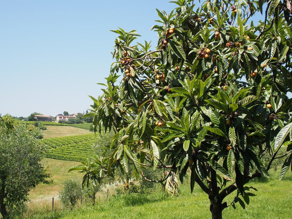 Il Giuggiolo Bed and Breakfast Conegliano Buitenkant foto